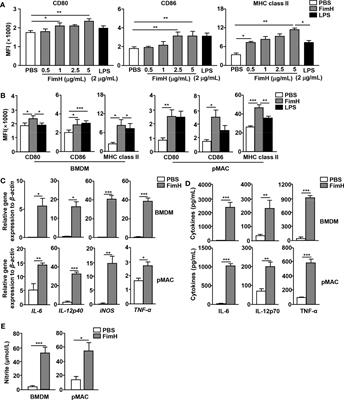 Escherichia coli adhesion portion FimH polarizes M2 macrophages to M1 macrophages in tumor microenvironment via toll-like receptor 4